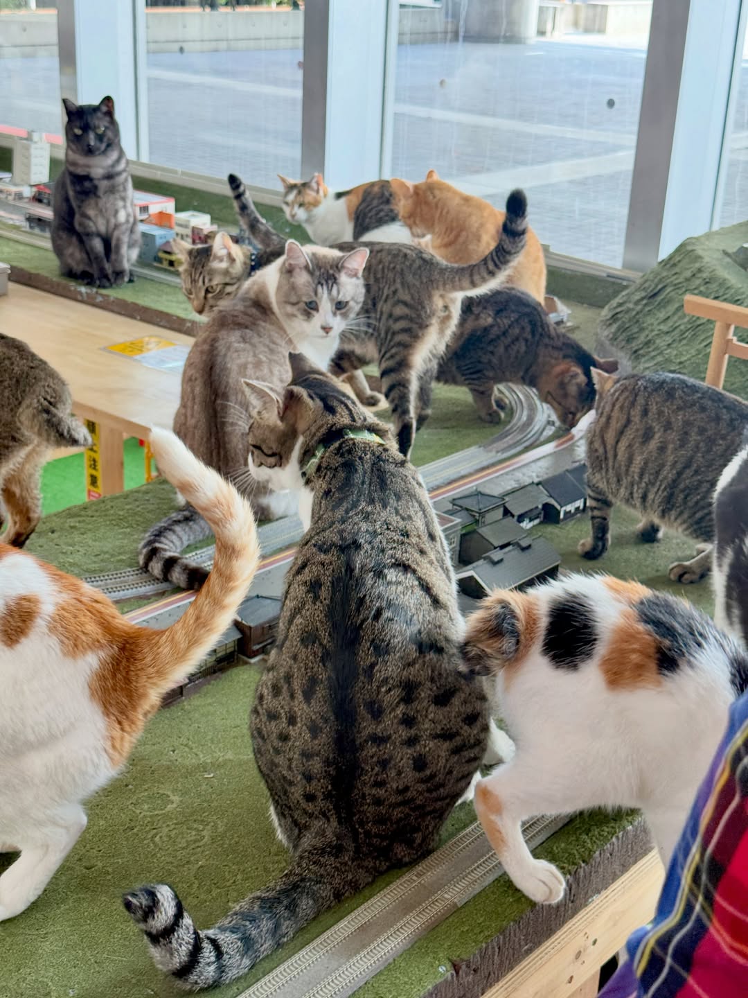 ジオラマのまわりに集まるたくさんの保護猫たち