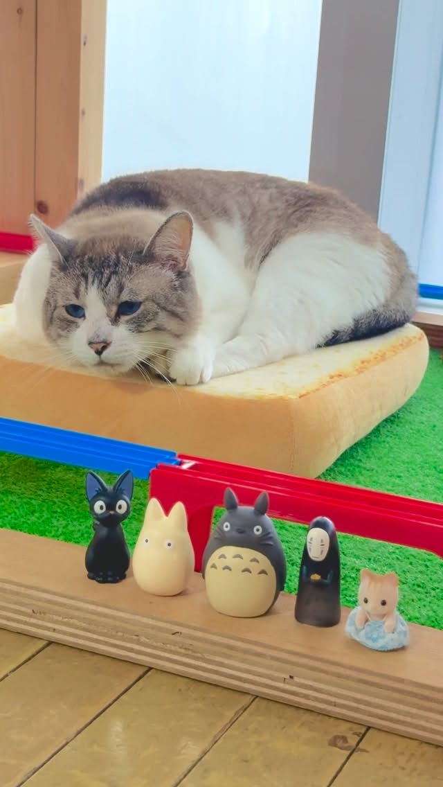 青い瞳で、クッションの上にくつろぐクリームくん