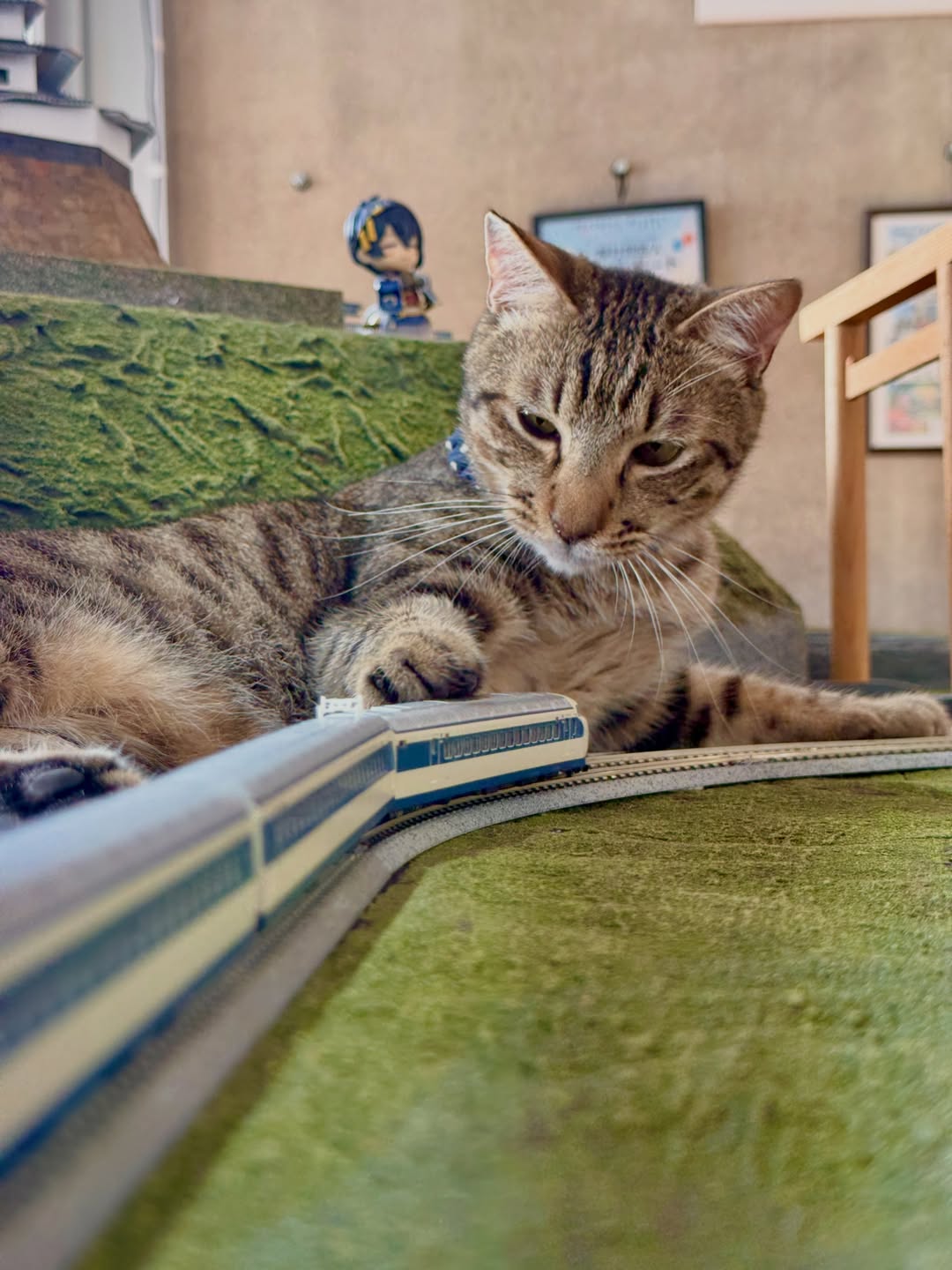 鉄道模型のそばでのんびり過ごすねこの箱舟の猫